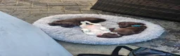 Cocker Spaniel dogs for sale: Cocker spaniels ready to by 31st of this month - Advert 12