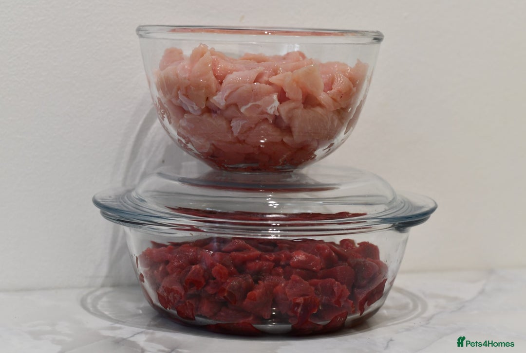 Scottish Fold cats for sale: LICENSED CATTERY, PURE BREED TOP QUALITY KITTENS - Advert 19