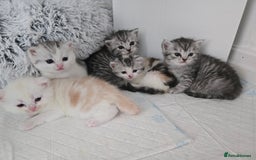 Perdoll cats for sale: Persian x ragdoll - Image 11
