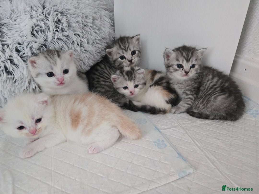 Perdoll cats for sale: Persian x ragdoll - Image 11