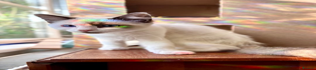 Pancake