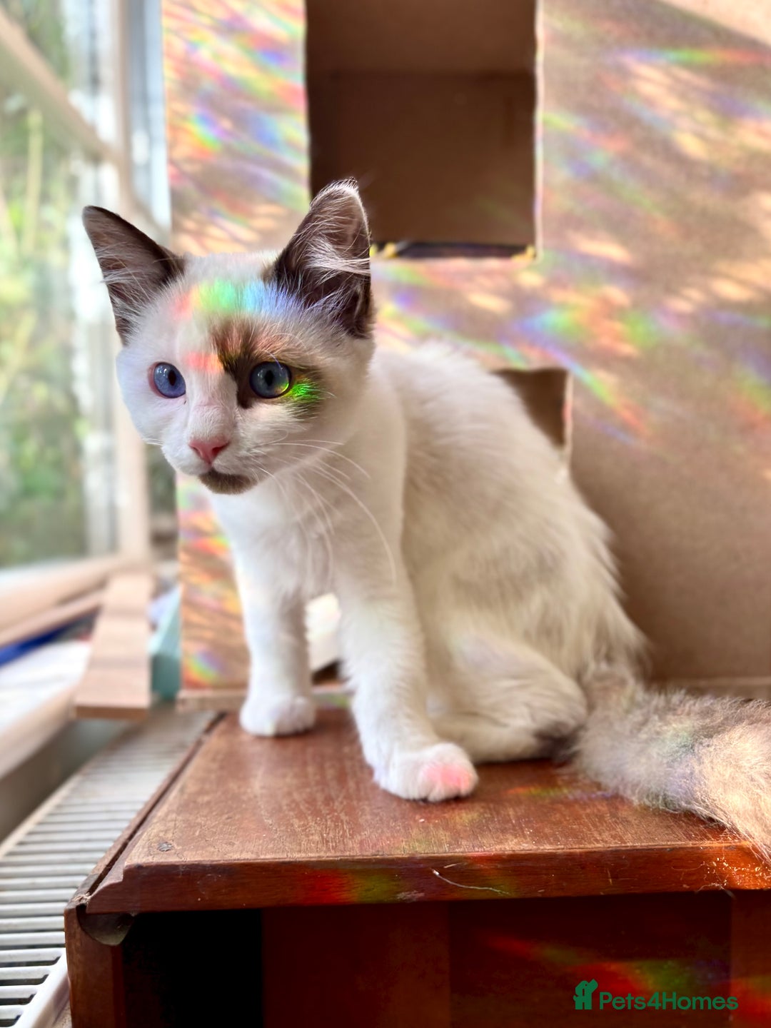 Ragdoll cats for sale: Gorgeous Ragdoll Boys - Affectionate & Ready Now - Image 6