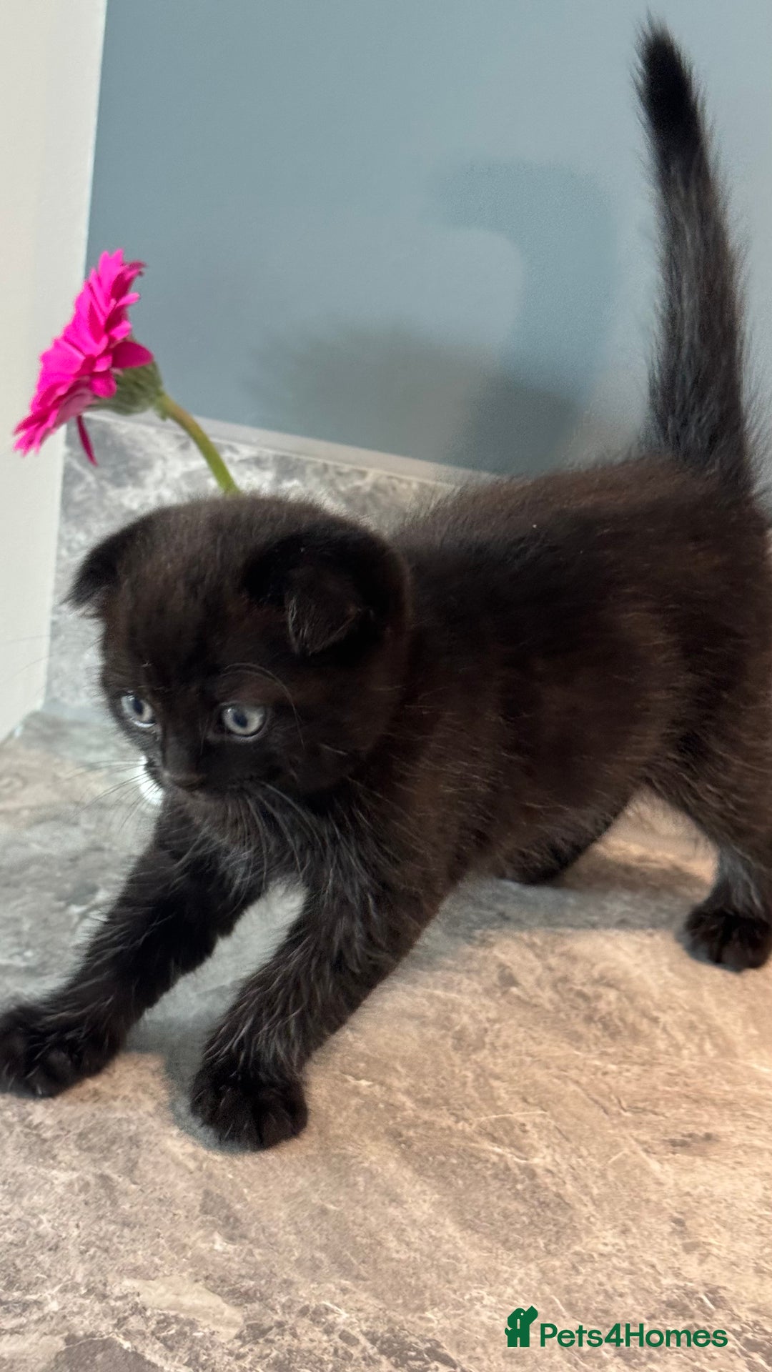 British Shorthair cats for sale: 🐾✨ READY for Their Forever Home ✨🐾 - Image 21