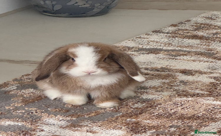 Mini Lop rabbits - Advert 3