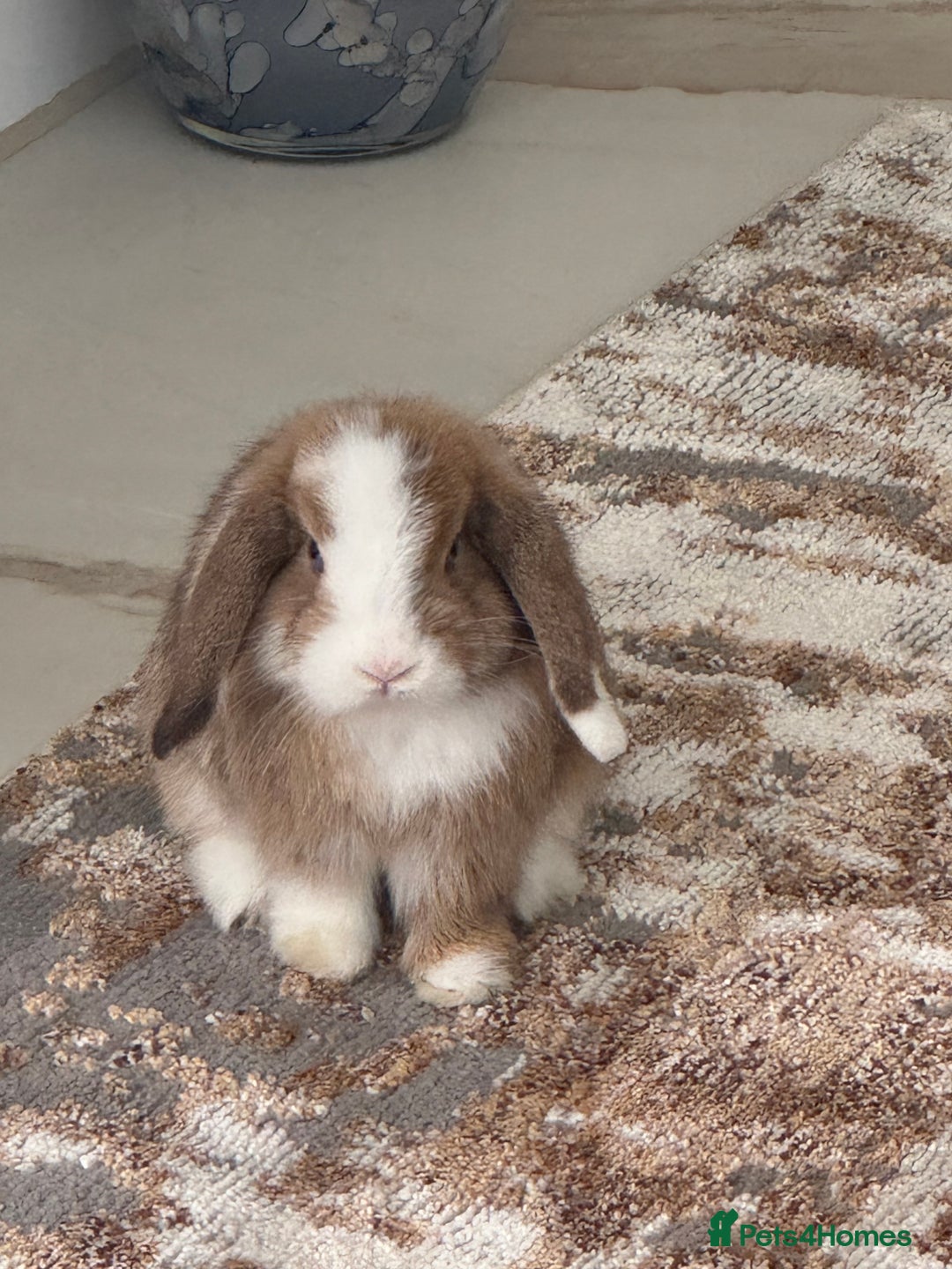 Mini Lop rabbits for sale: Beautiful mini lop - Image 1