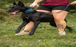 Belgian Shepherd Dog dogs for stud: Working Dutch Herder for stud  - Image 2