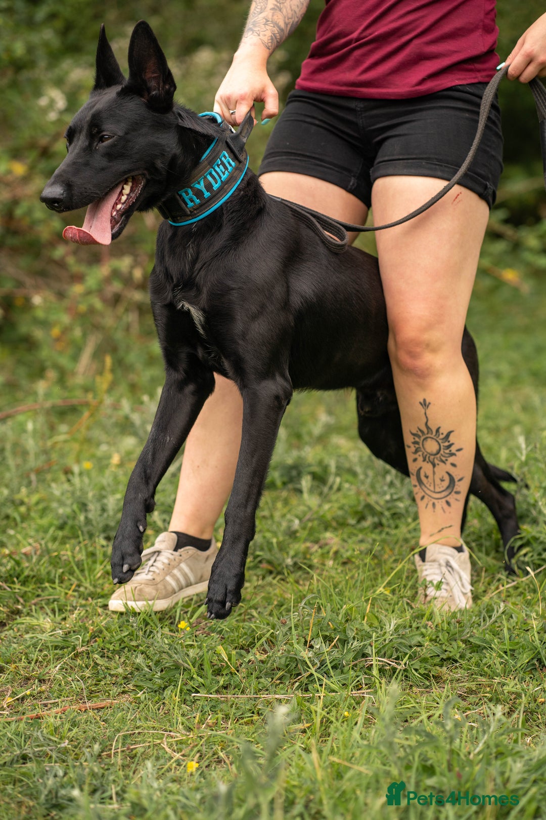 Belgian Shepherd Dog dogs for stud: Working Dutch Herder for stud  - Image 2