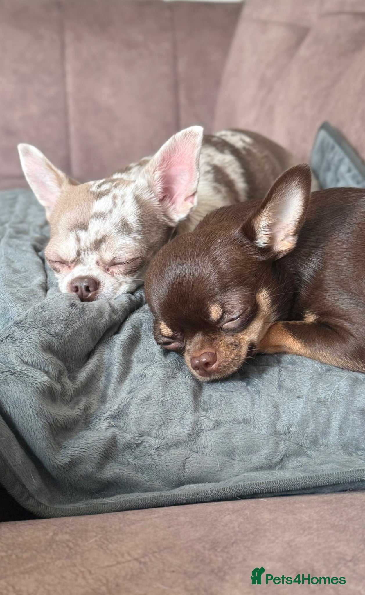 Chihuahua dogs Two chihuahua sisters for sale  - Advert 4