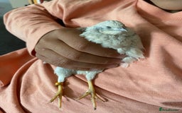 Quail poultry for sale: Beautiful Button Quail Chicks (CPQ, King) - Image 10