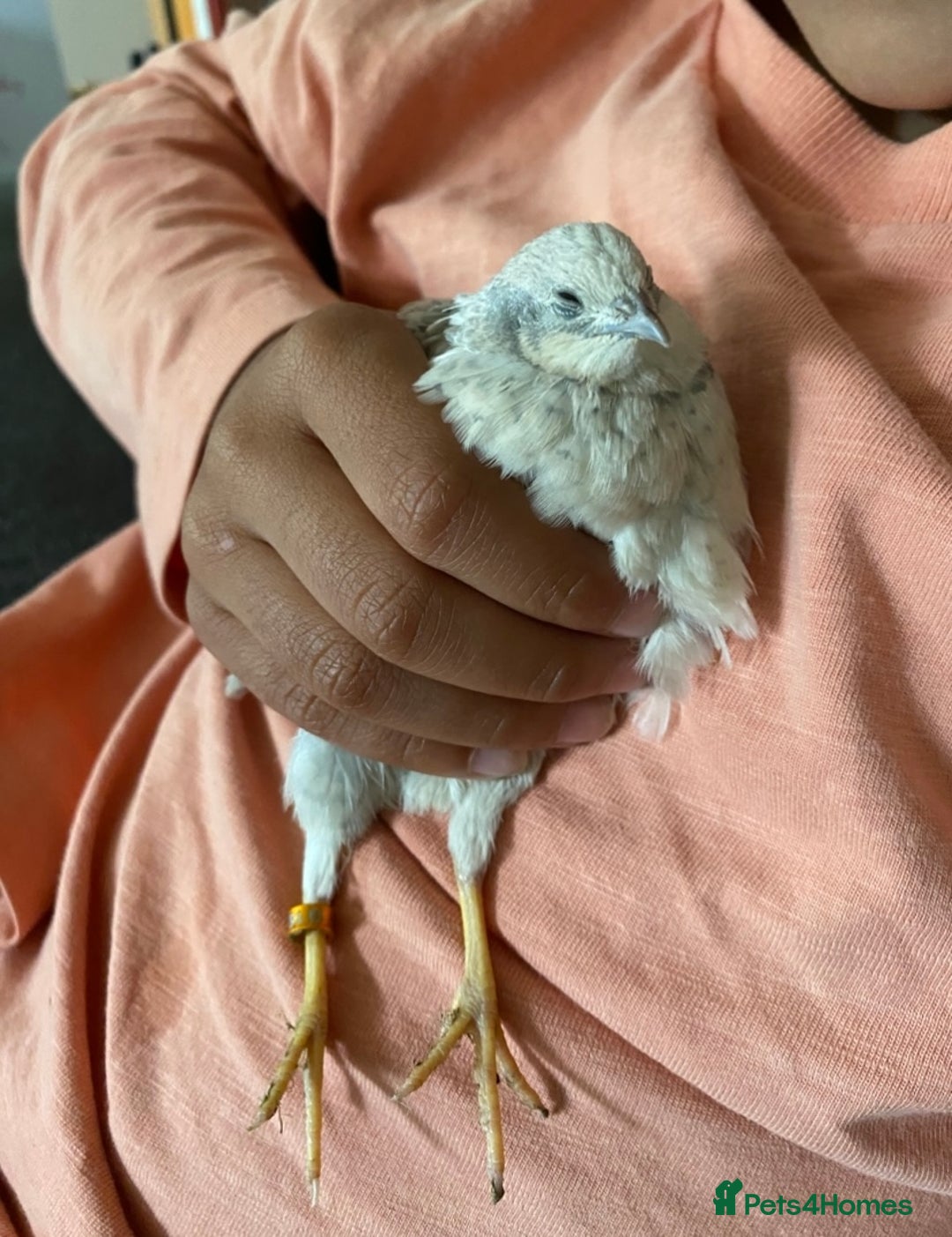Quail poultry for sale: Beautiful Button Quail Chicks (CPQ, King) - Image 10