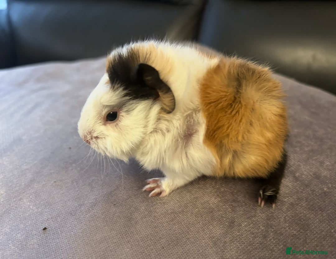Guinea Pig rodents for sale: A pair of baby girl (sow) guinea pigs - Advert 3