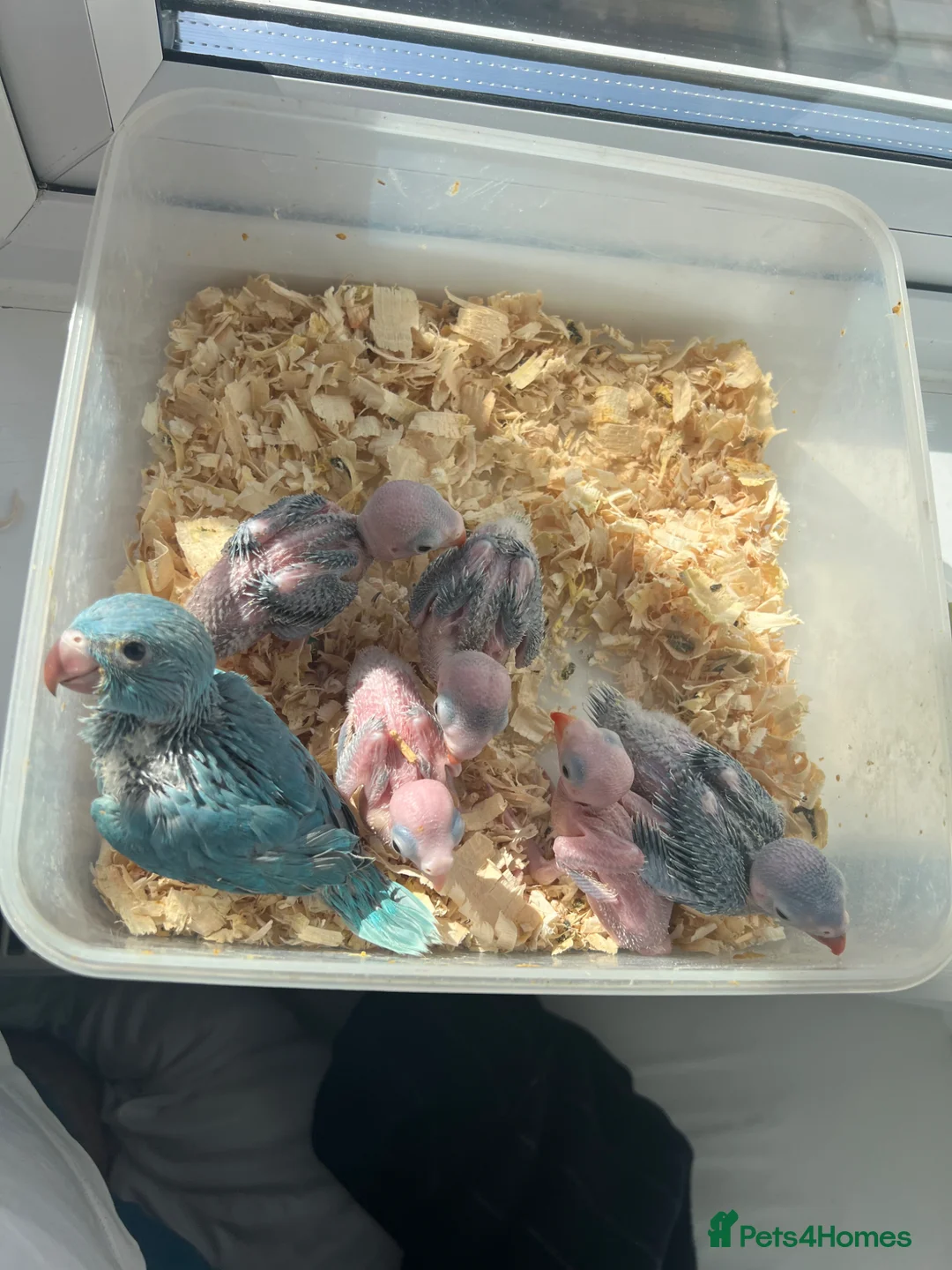 Ringnecks birds for sale:     Super Tame Hand Reared Babies £50 off today !  - Advert 2