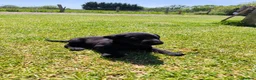 Labrador Retriever dogs for sale: 🐾 Beautiful Labrador Puppies – KC Registered 🐾 - Advert 17