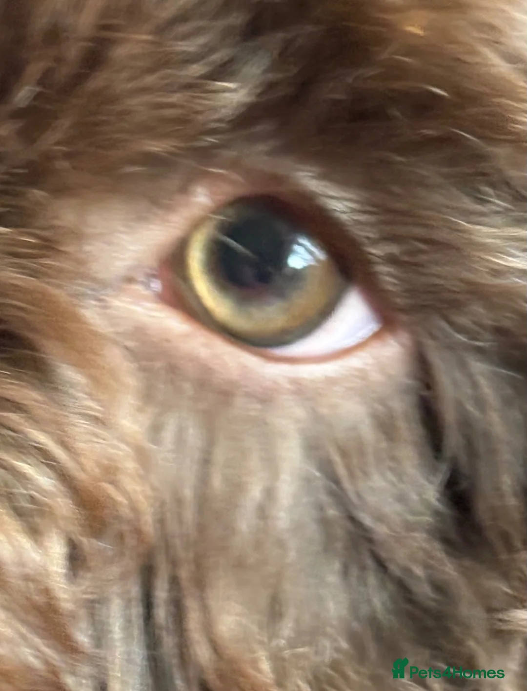 Cockapoo dogs for sale: Brown merle cockapoo  - Advert 2