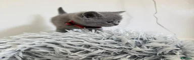 British Shorthair Kitten 4