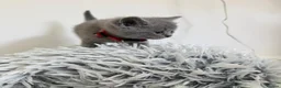 British Shorthair cats for sale: Blue British Shorthair Kittens | Pedigree - Advert 6