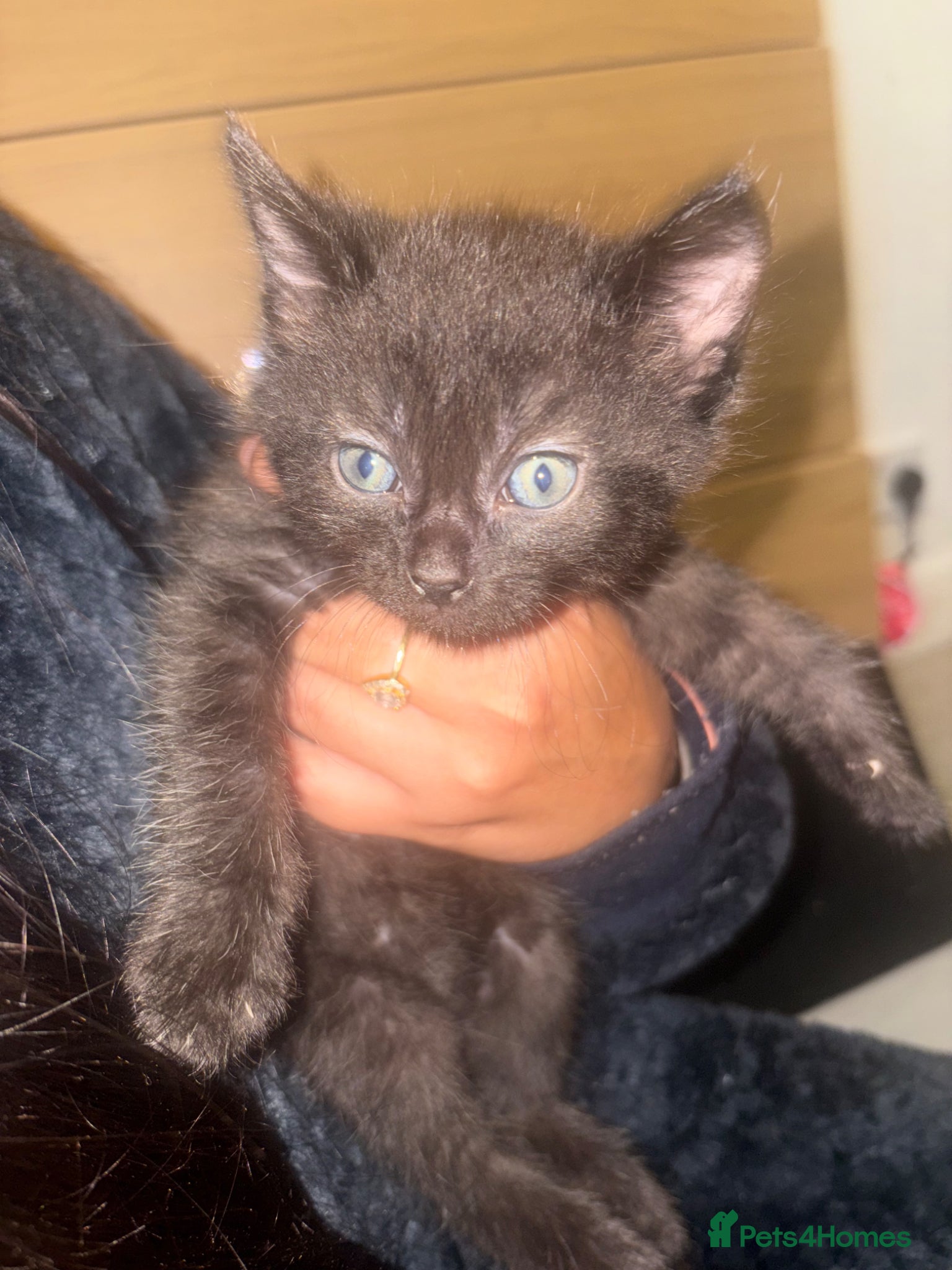 Mixed Breed cats for sale: 4 adorable kittens looking for forever homes 🏠  - Advert 3