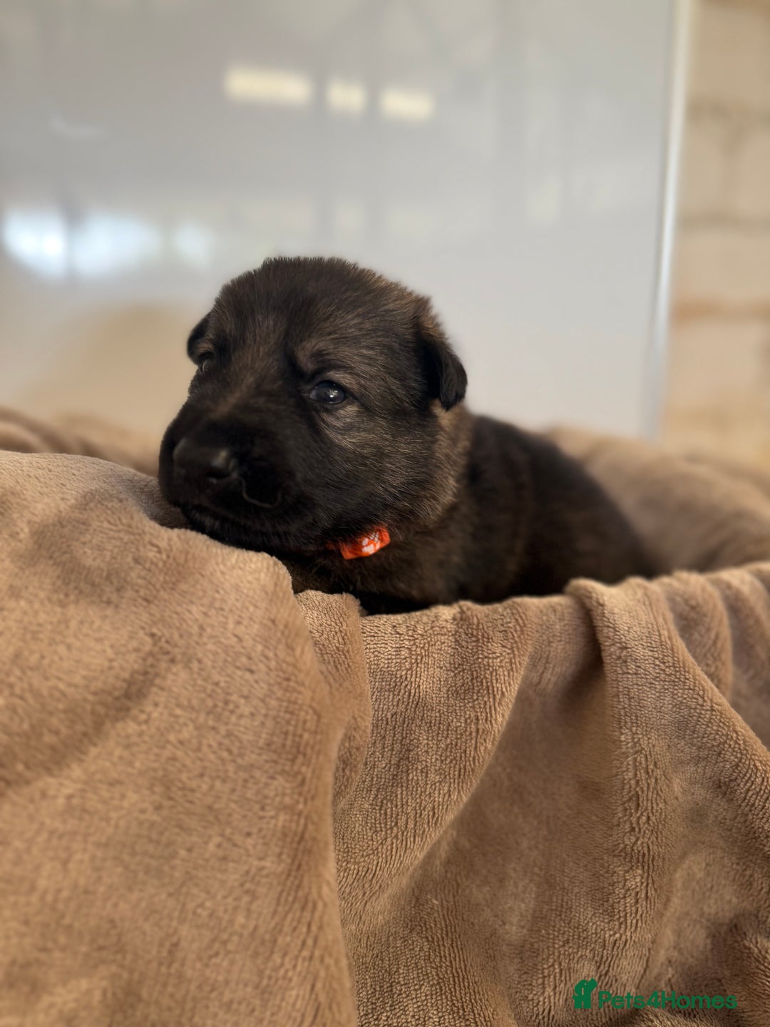 German Shepherd dogs for sale: Beautiful German Shepherd  Puppies For Sale  - Image 8