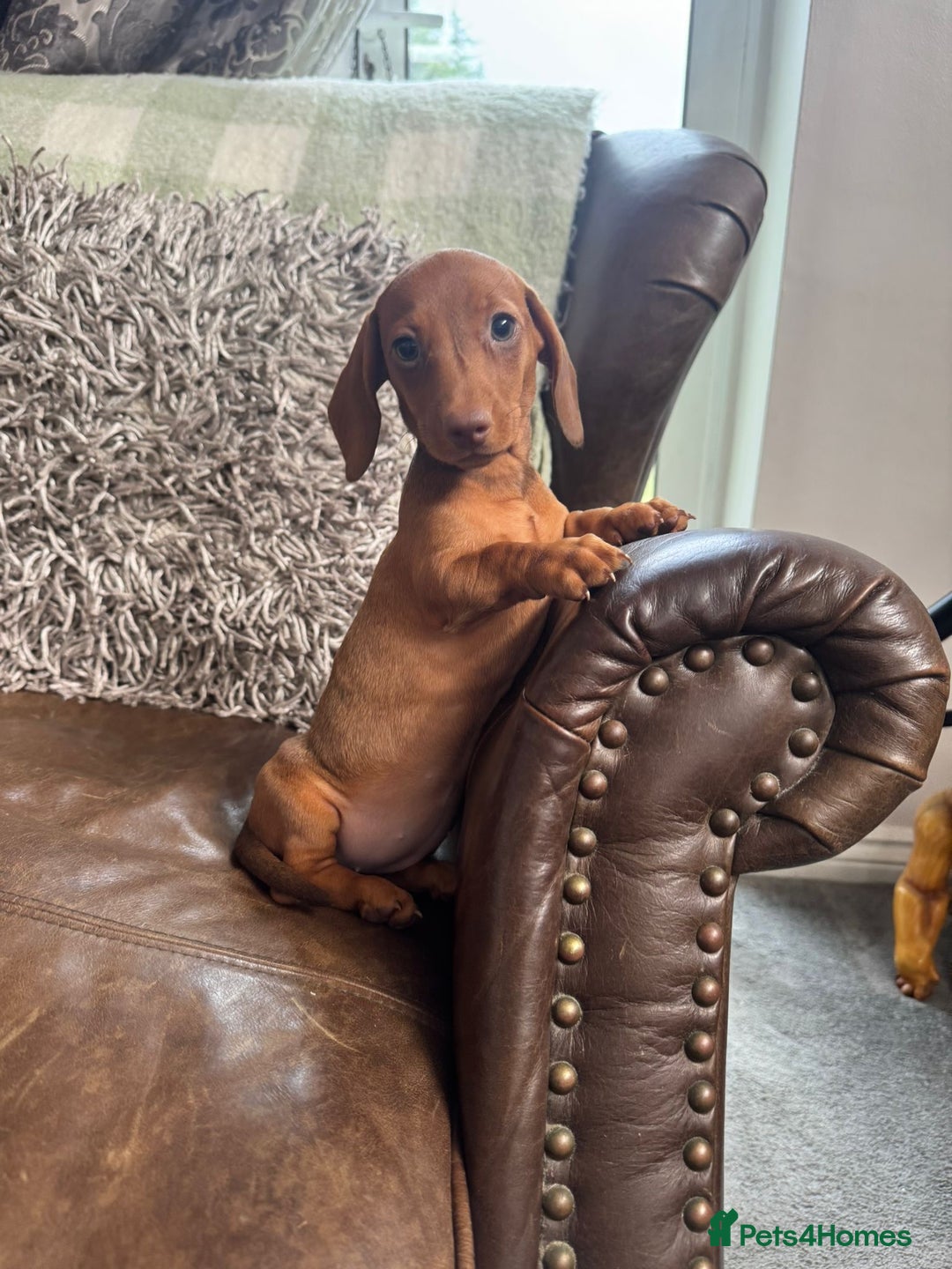 Miniature Dachshund dogs for sale: Miniature Dachshund Puppies - Image 8