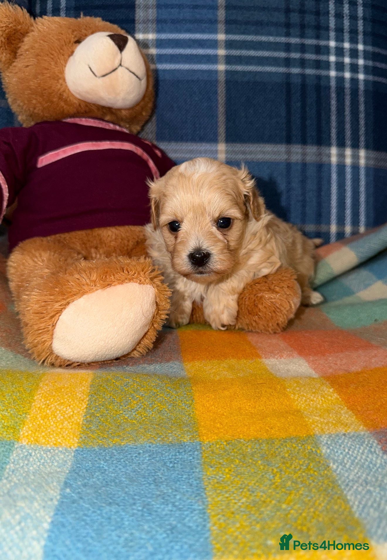Maltipoo dogs Stunning Maltipoo Puppies  - Advert 1