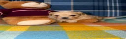 Maltipoo dogs for sale: 🩷💜Stunning Maltipoo Puppies💜🩷 - Advert 4