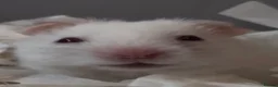 Hamster rodents for sale: Syrian baby hamsters, still looking for a home - Advert 3