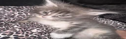 Maine Coon cats for sale: Beautiful Maine Coon Kittens - Advert 14