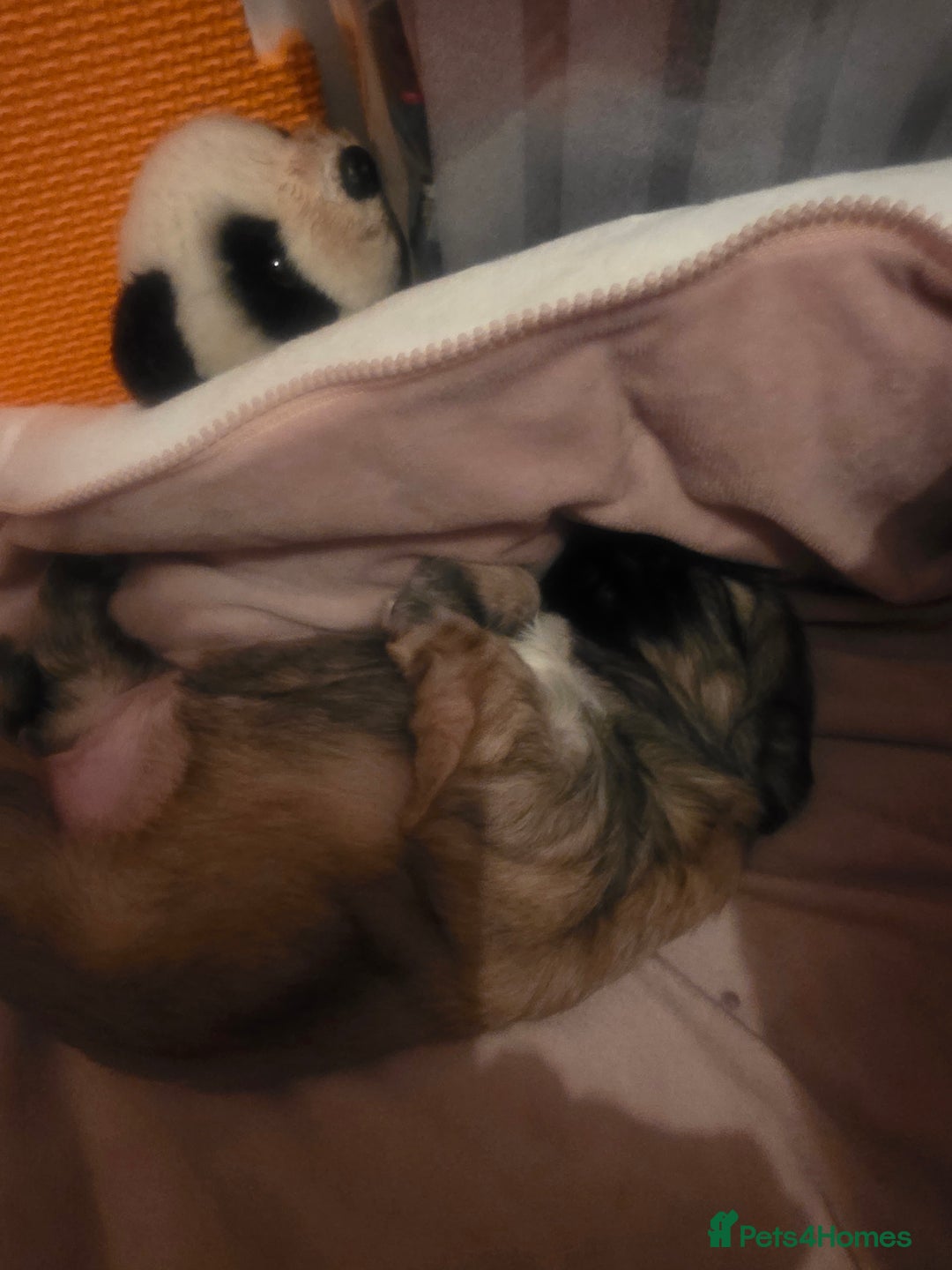 Shih Tzu dogs for sale: Teddy Bear Shiuz - Advert 2