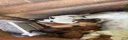 Jack Russell dogs for sale: Jack Russell puppies  - Advert 29