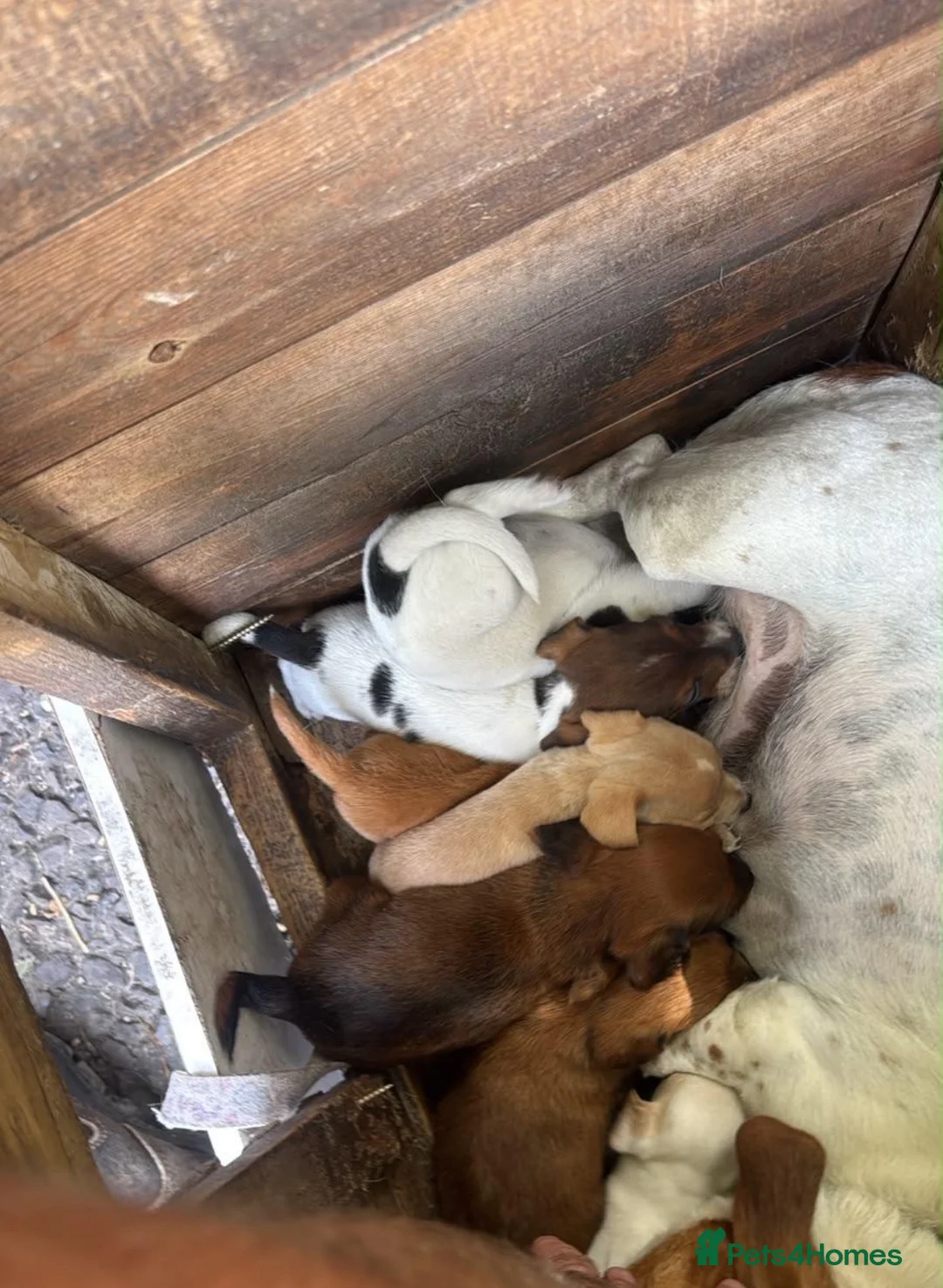 Jack Russell dogs for sale: Jack Russell puppies  - Advert 29