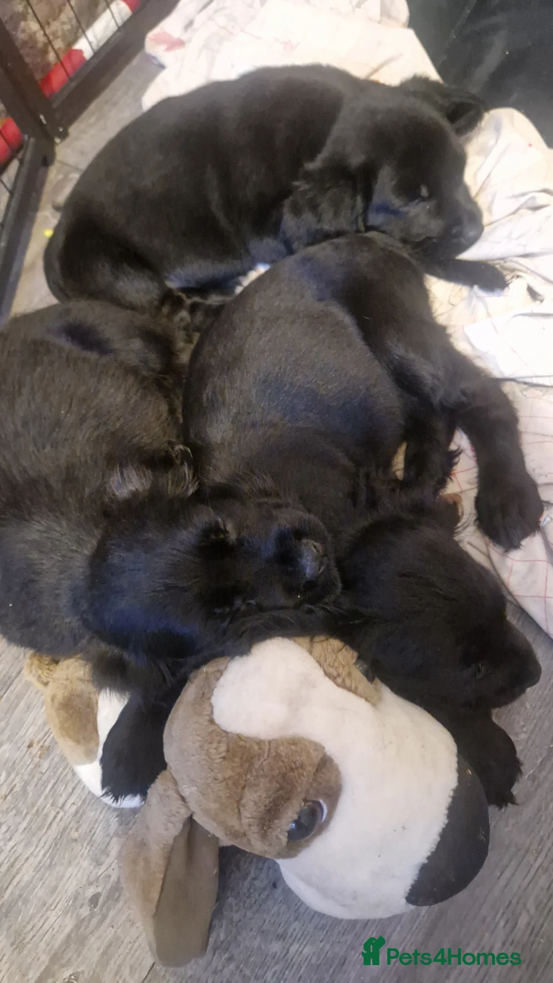 Cockerdor dogs for sale: Here i have 3 stunning cocker spaniel puppies - Advert 2