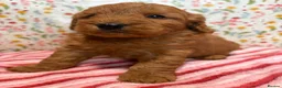 Cockapoo dogs for sale: Beautiful cockapoo puppies *licensed breeder* - Advert 4