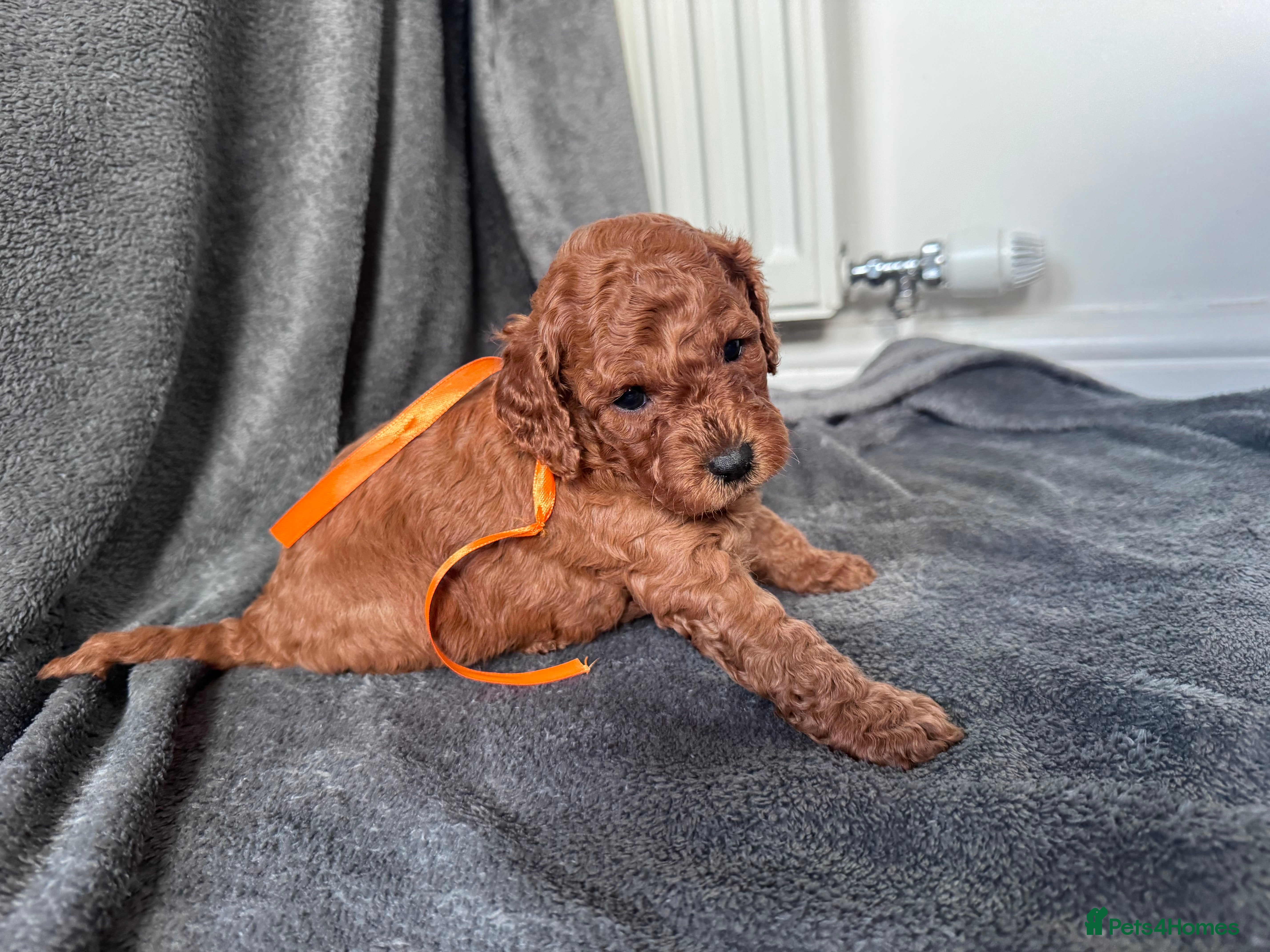 Cavapoo dogs F2 Cavapoo Puppies  - Advert 2