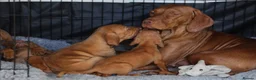 Hungarian Vizsla dogs for sale: Hungarian Vizsla Puppies – Rich Geltwood Heritage - Advert 14