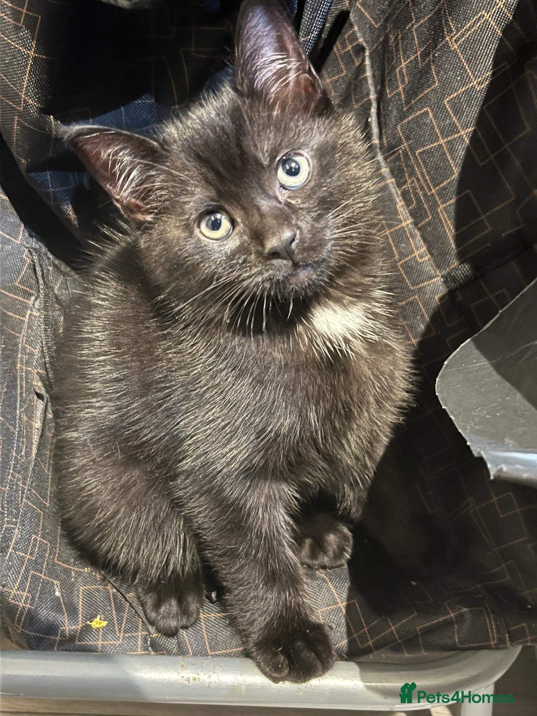 Mixed Breed cats for sale: Male Kitten Ready For A New Home! - Advert 3