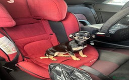 Dachshund dogs for sale: Adult chewinee girl - Image 3