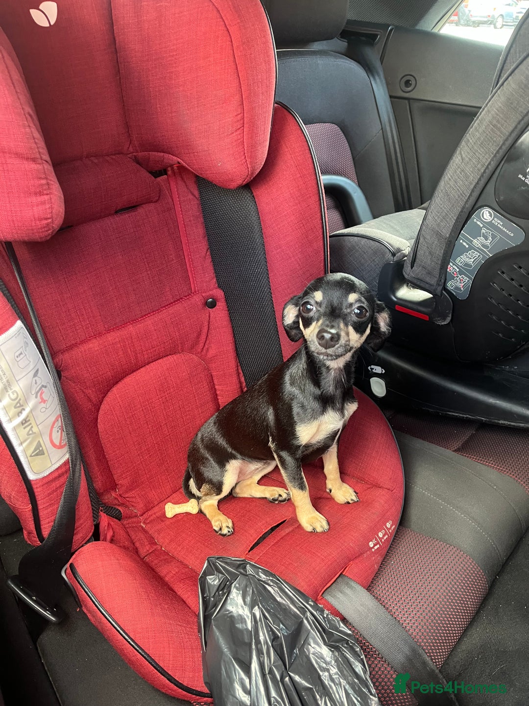 Dachshund dogs for sale: Adult chewinee girl - Image 3