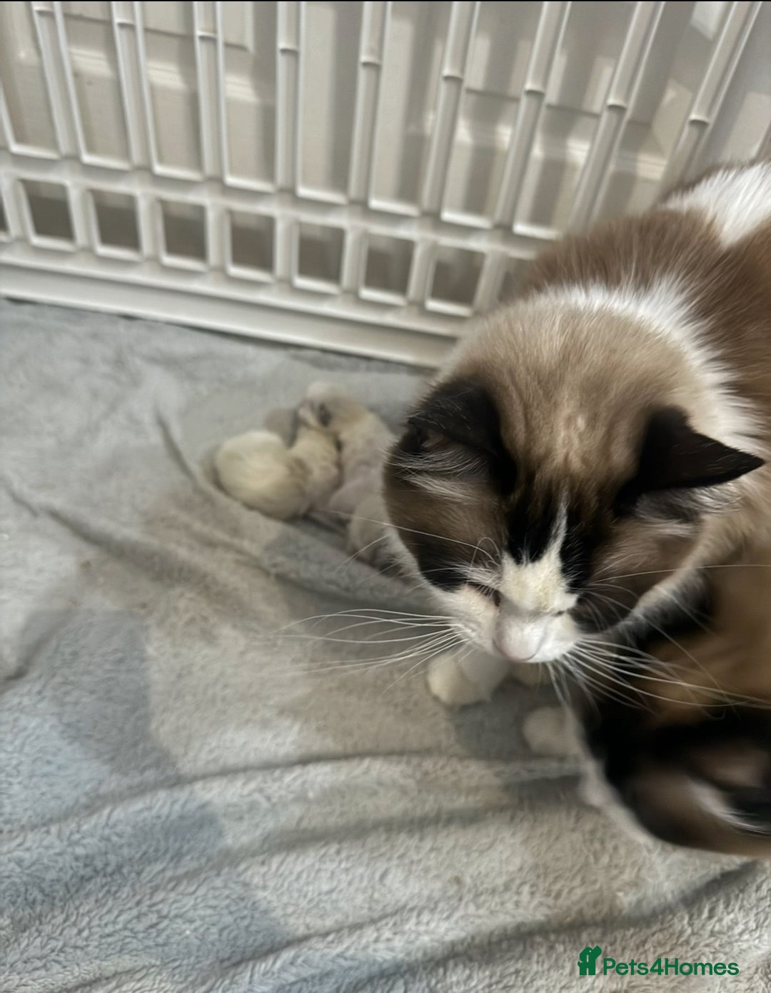 Ragdoll cats for sale: GCCF ragdoll kittens  - Image 5