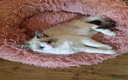 Ragdoll cats for sale: Ragdoll kittens  - Image 15