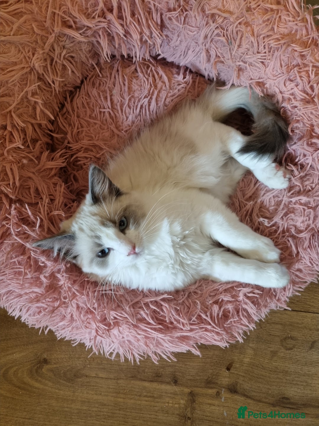 Ragdoll cats for sale: Ragdoll kittens  - Image 15