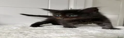 Maine Coon cats for sale: Black Smoke Boy - Advert 3