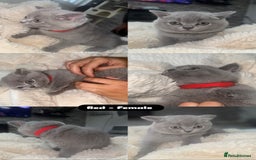 British Shorthair cats for sale: Beautiful British short hair kittens for sale  - Image 6