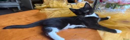 Mixed Breed cats for sale: Maine Coon Mixed Kittens Tabby & Tuxedo Richmond - Advert 20