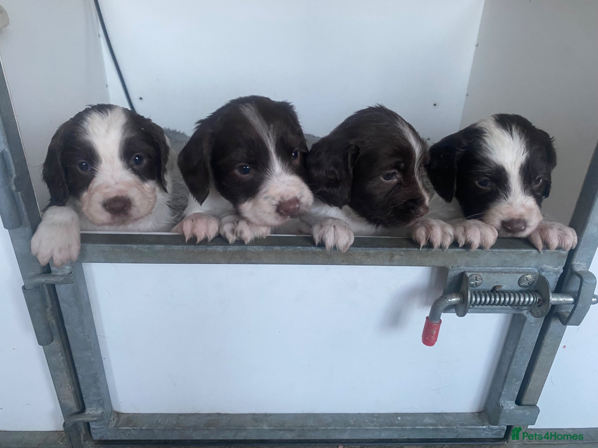 English Springer Spaniel dogs KC registered working Springer pups - Advert 1