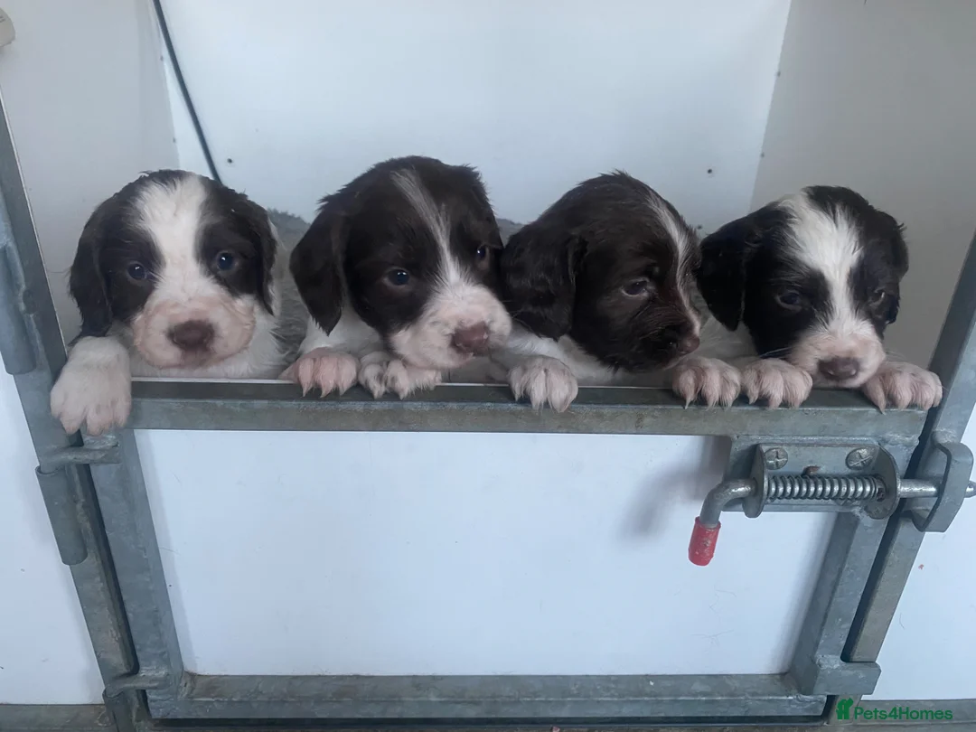 English Springer Spaniel dogs for sale: KC registered working Springer pups - Advert 1