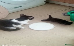 British Shorthair cats for sale: Adorable Black and white kittens - Image 5