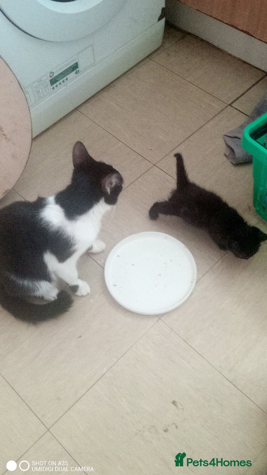 British Shorthair cats for sale: Adorable Black and white kittens - Image 5