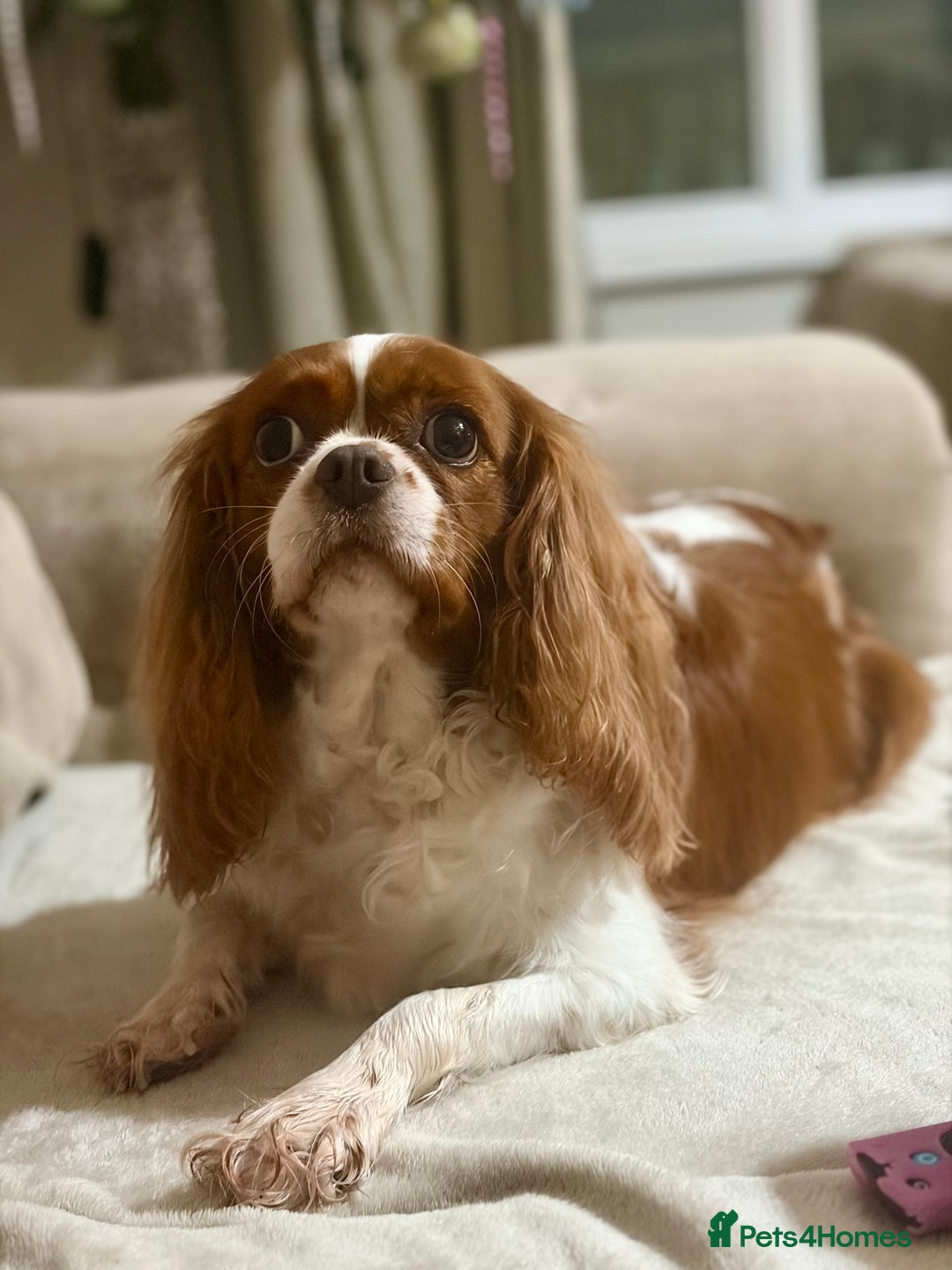 Cavalier King Charles Spaniel dogs for sale: Beautiful KC Registered Cavalier King Charles Pups - Advert 3