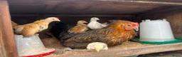 Mixed Breed livestock for sale: Mother with 7 chicks for sale  - Advert 2
