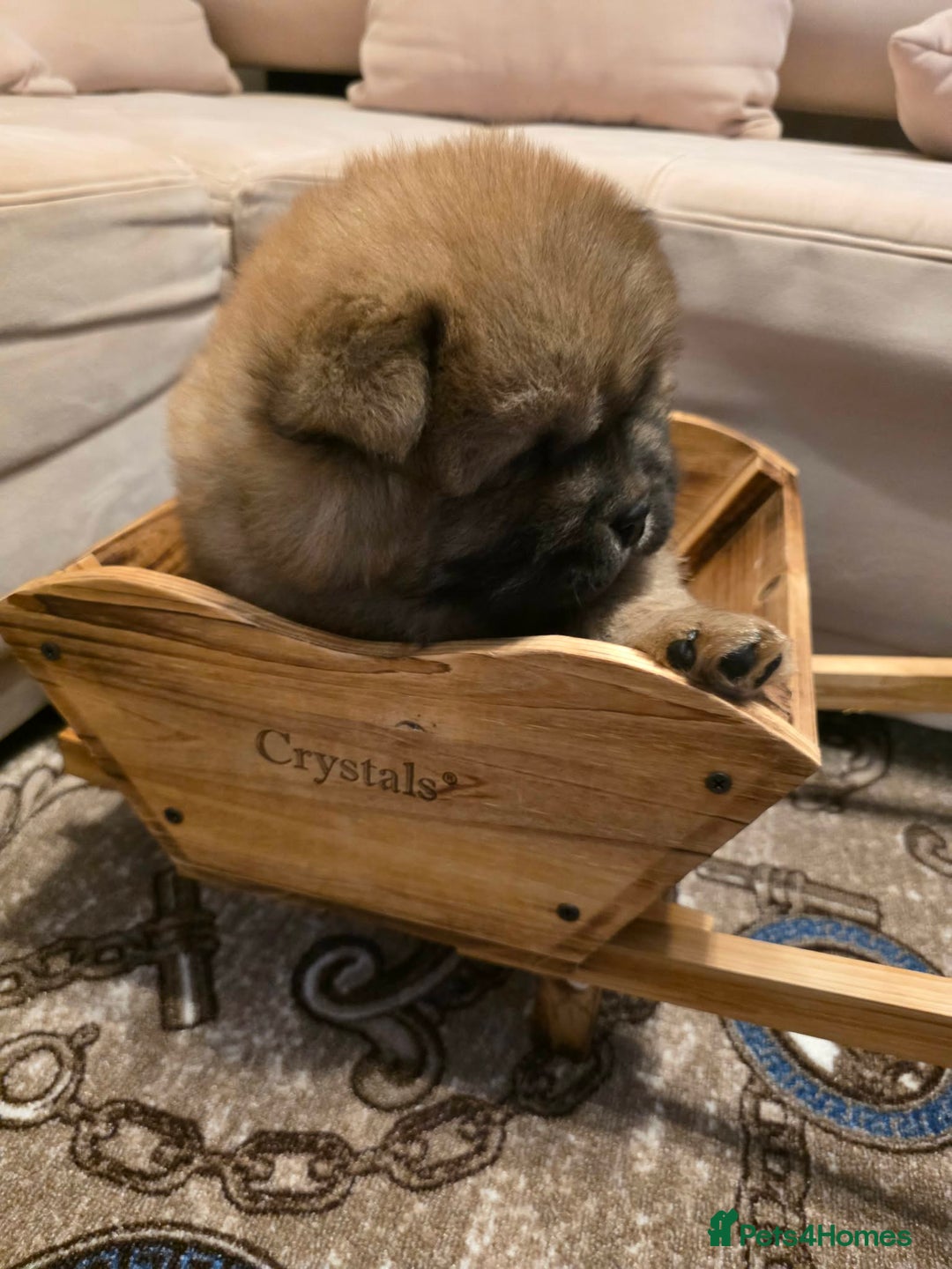 Chow Chow dogs for sale: “Fluffy & Loving Chow Chow Puppy " - Advert 6